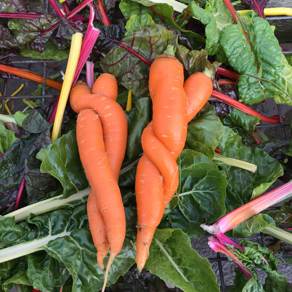 Photo de carottes entortillées en forme de coeur